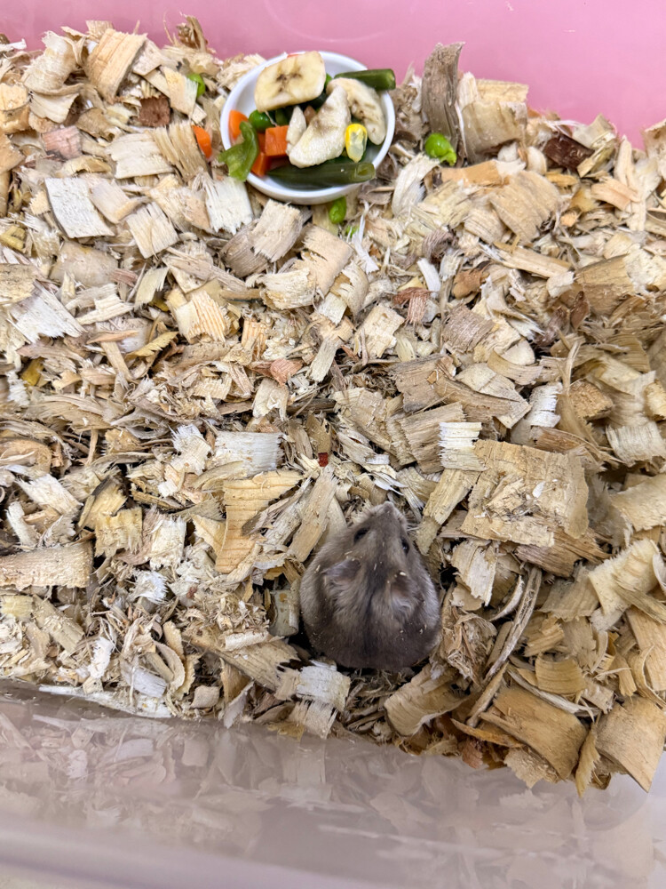 Dwarf Hamsters - 4