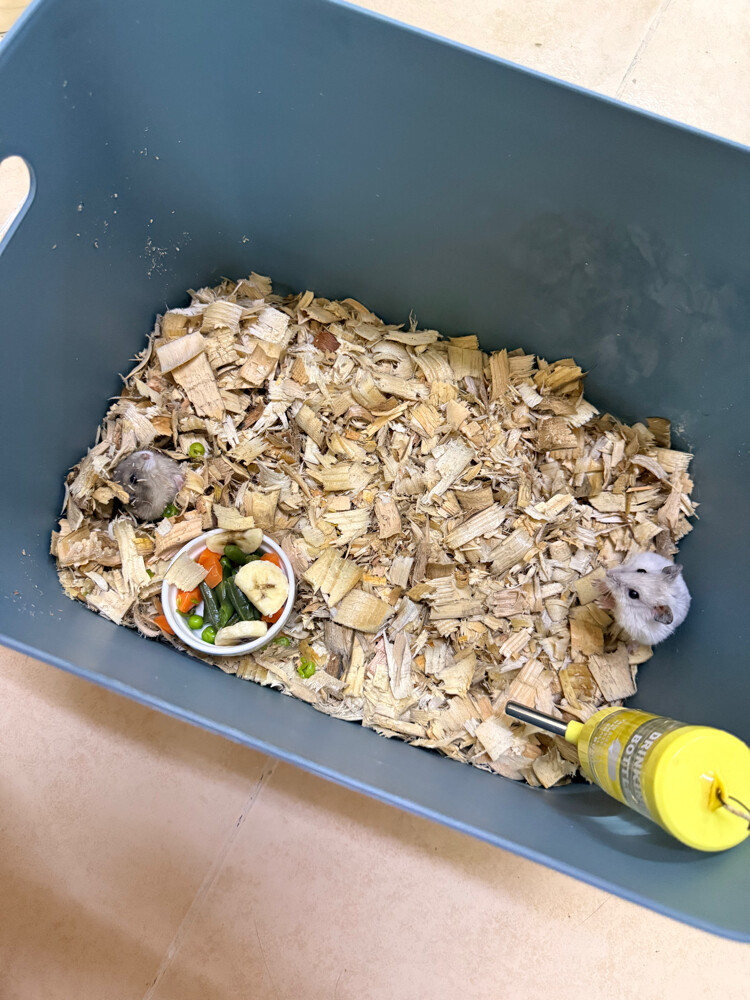 Dwarf Hamsters - 5