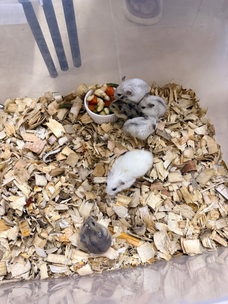 Dwarf Hamsters - 3