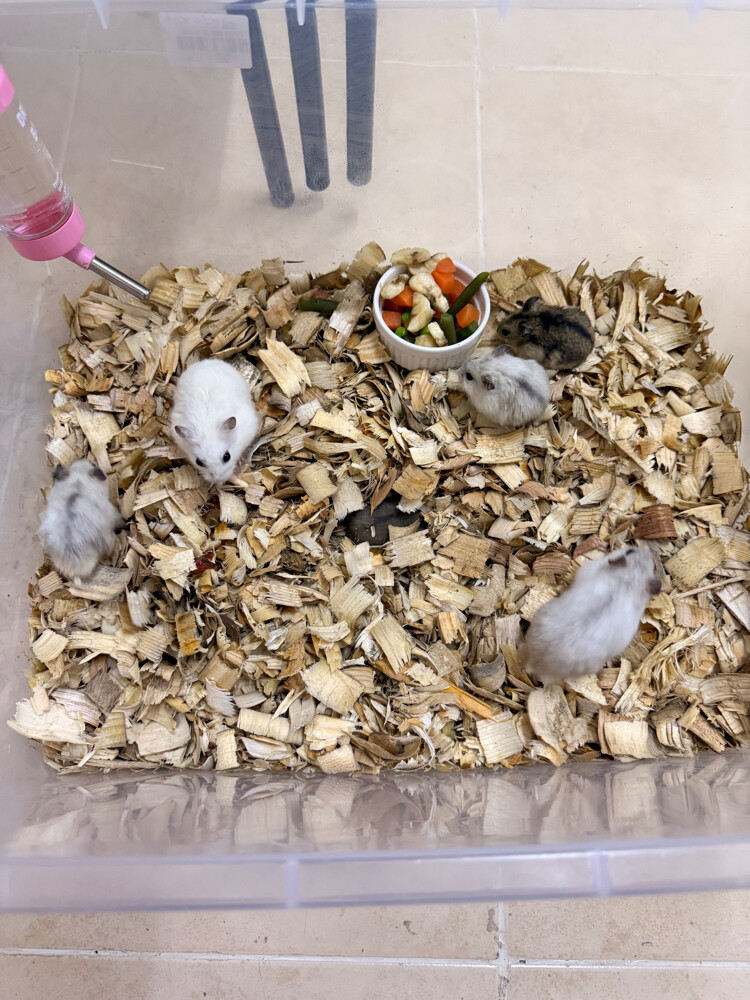 Dwarf Hamsters - 1