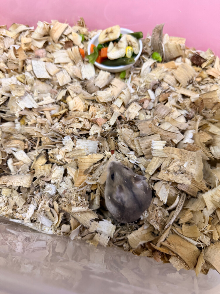 Dwarf Hamsters - 6
