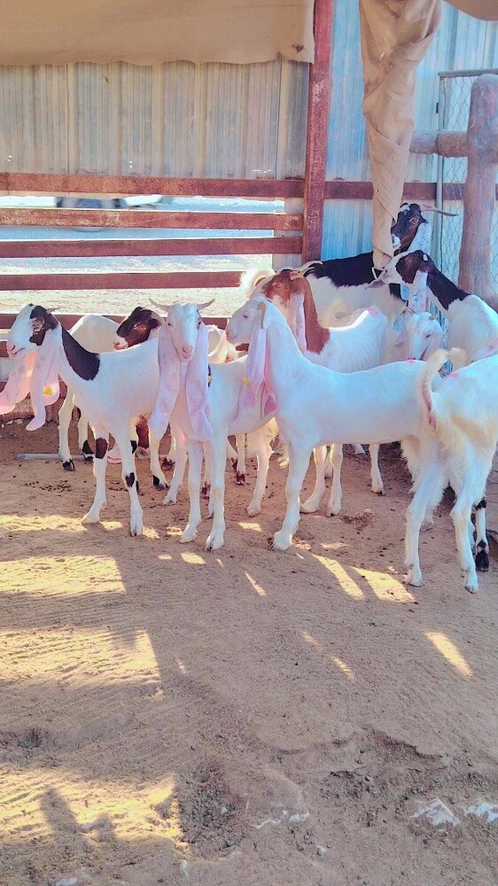 جمد مطور - 4