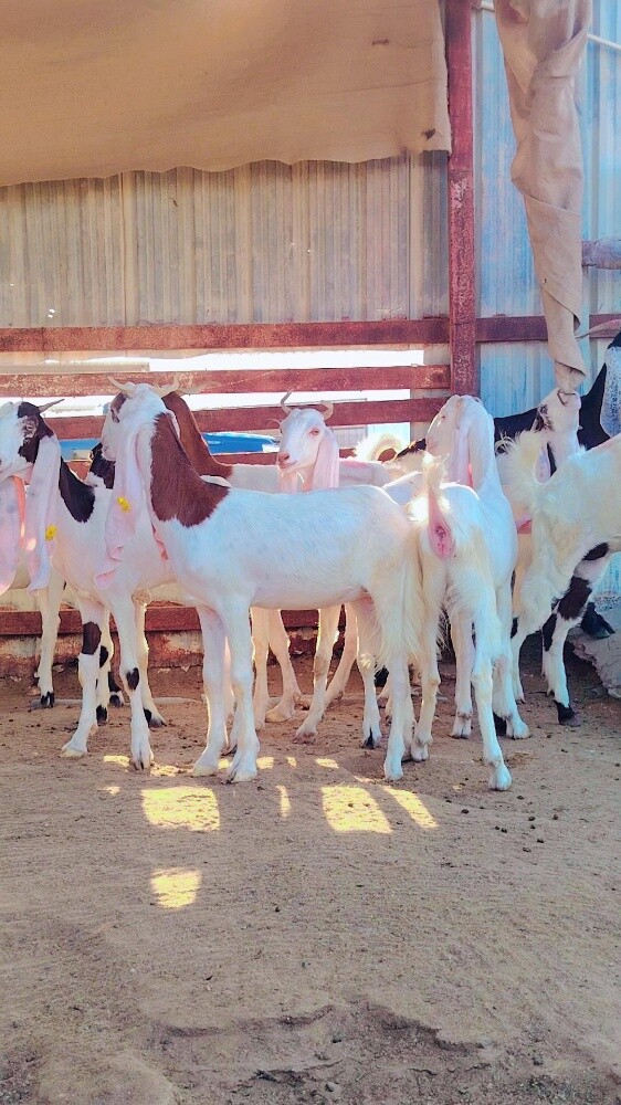 جمد مطور - 6