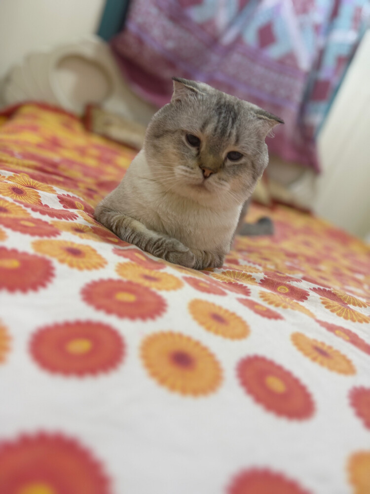 سكوتش شانشيلا للتبني - 3