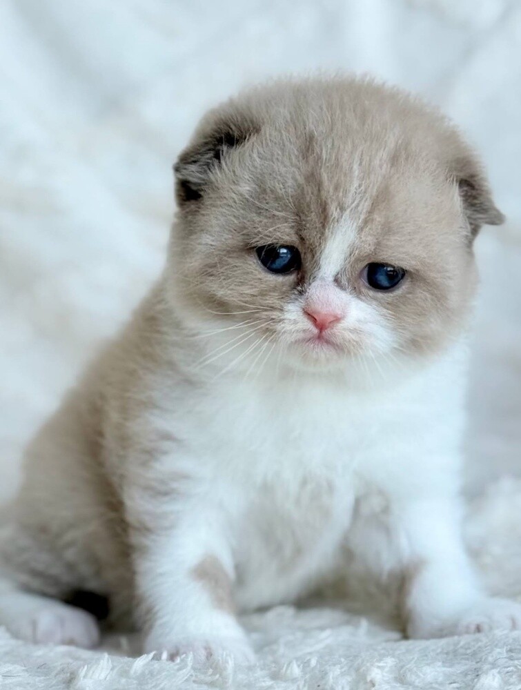 Scottish Fold Kitten - 2