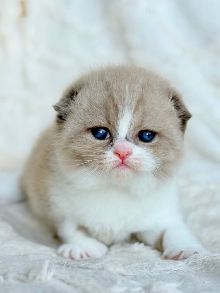 Scottish Fold Kitten - 1