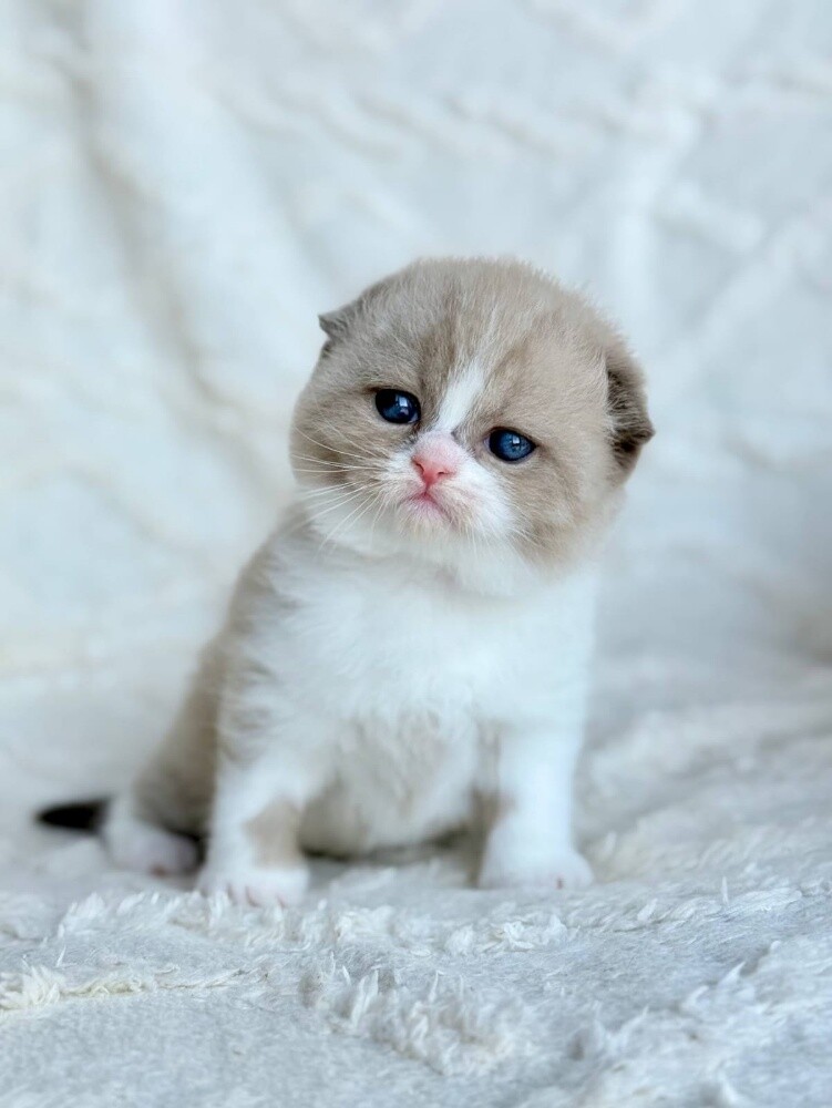 Scottish Fold Kitten - 3