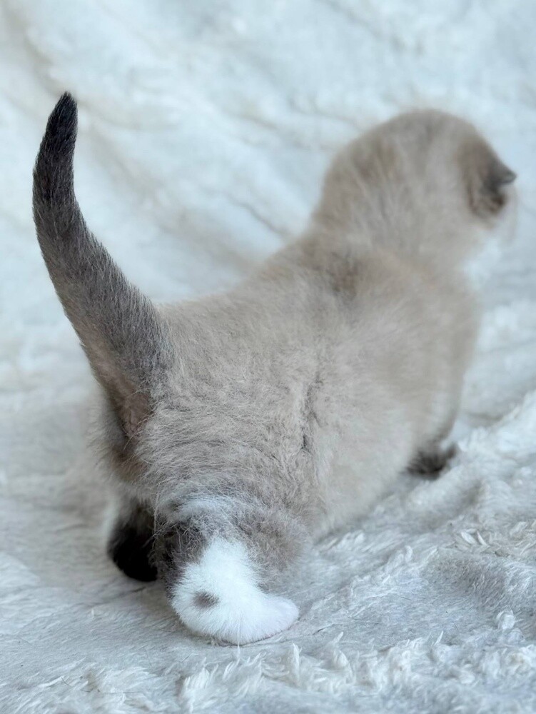 Scottish Fold Kitten - 4