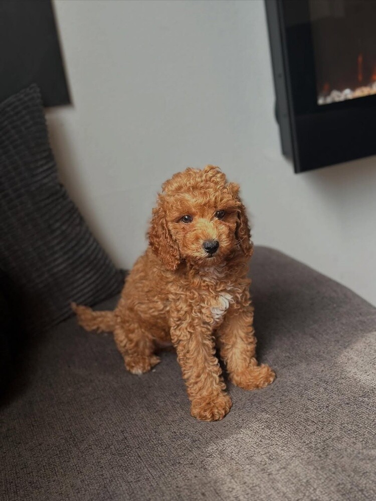 Maltipoo Puppy - 2