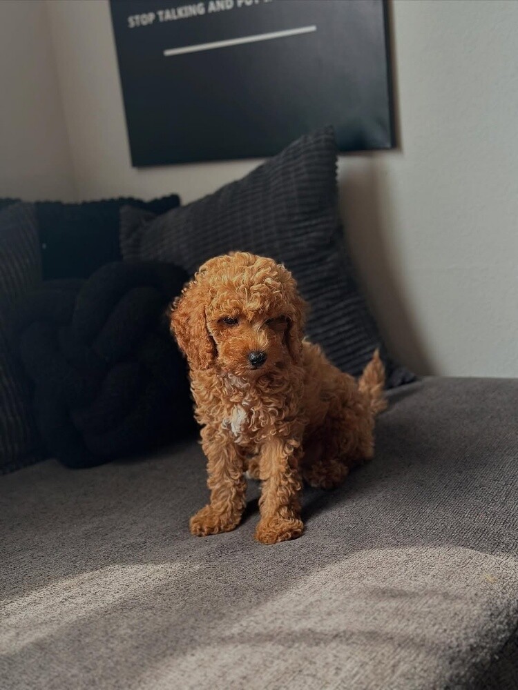 Maltipoo Puppy - 1