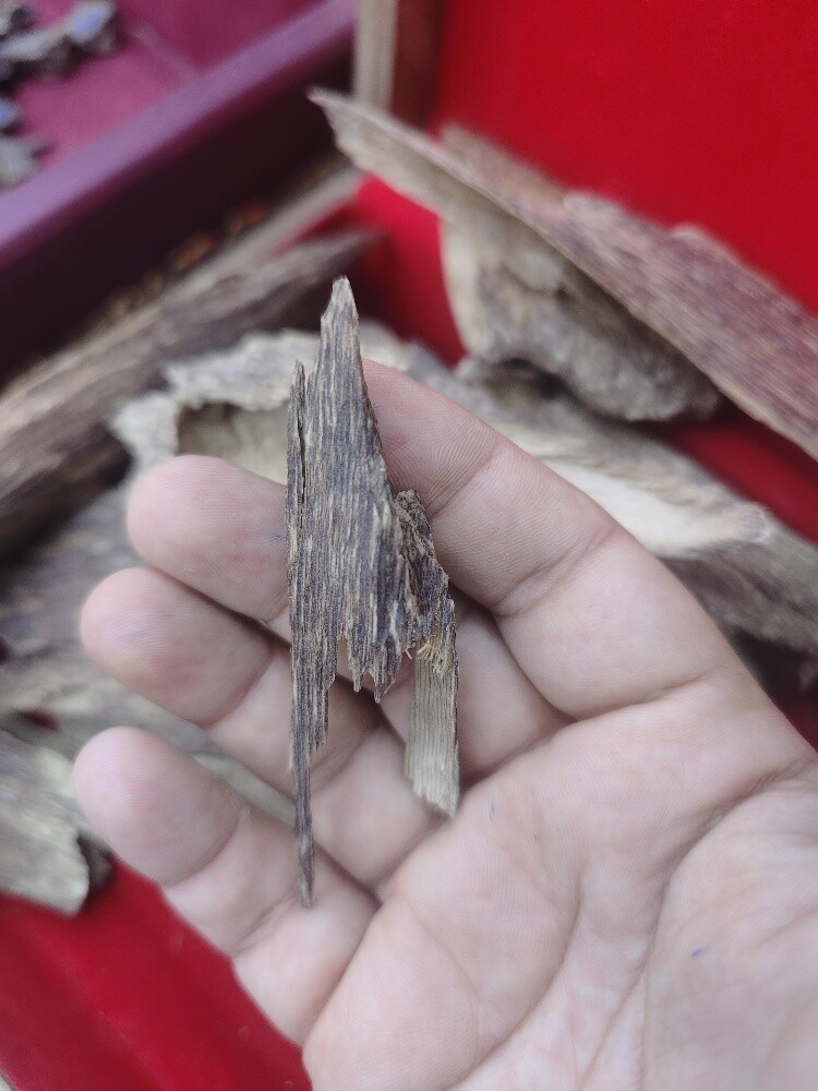 oud sumatrea - 5