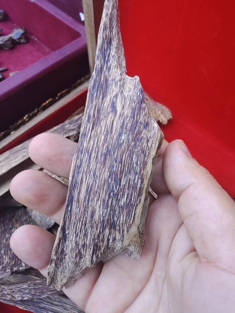 oud sumatrea - 3