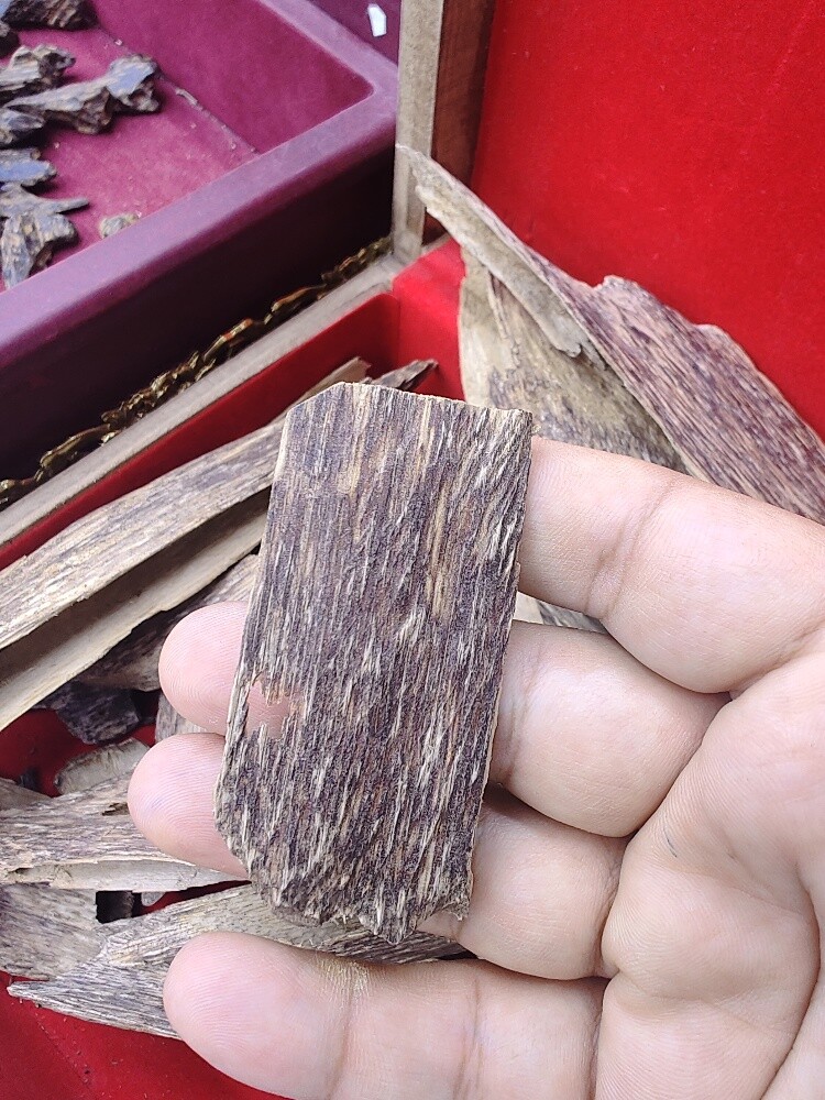 oud sumatrea - 6