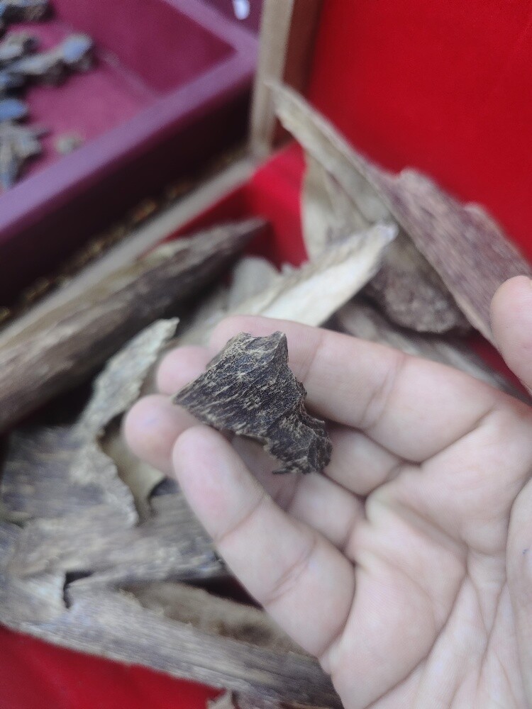 oud sumatrea - 4