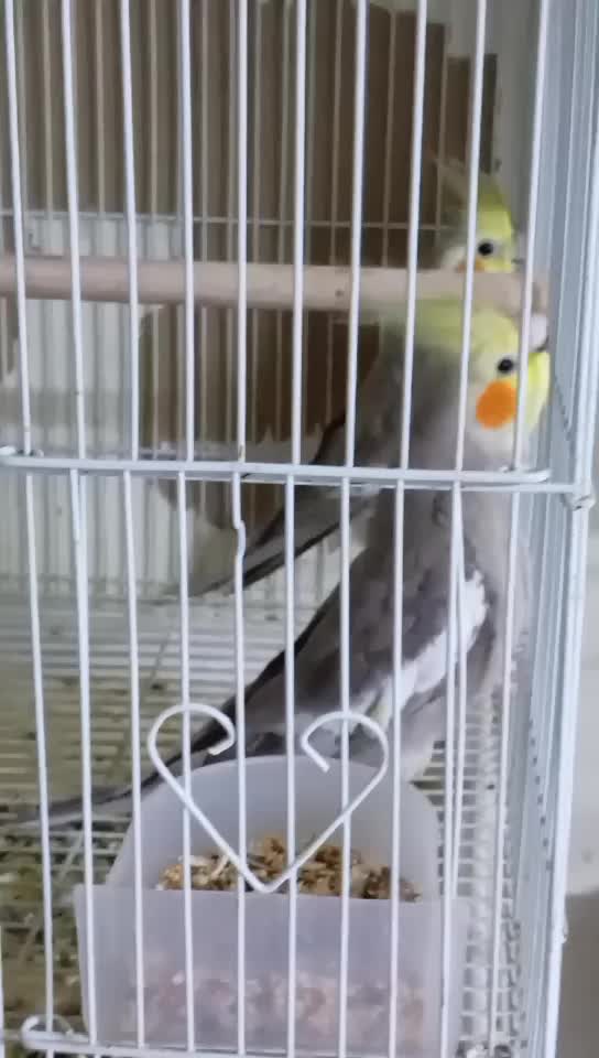 4 pairs of cockatiels - 1