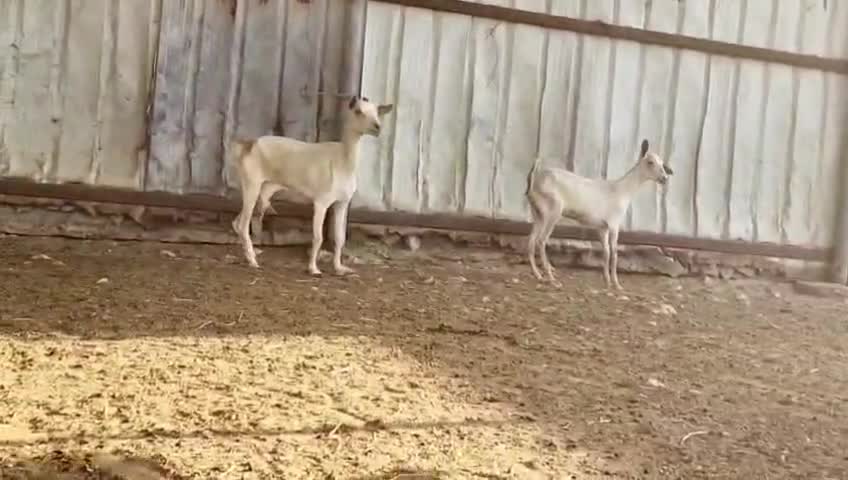 للبيع عنز عمانيه وجمده طيبات - 6