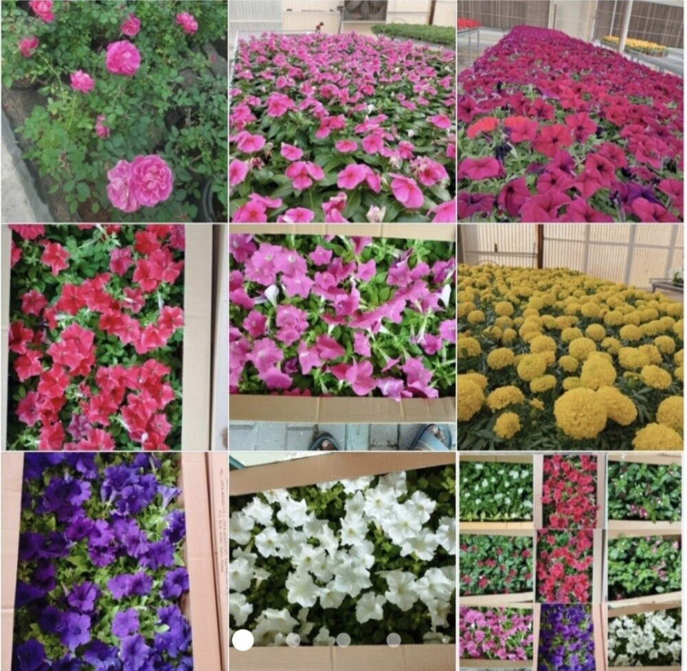 Garden  and new agriculture - 23