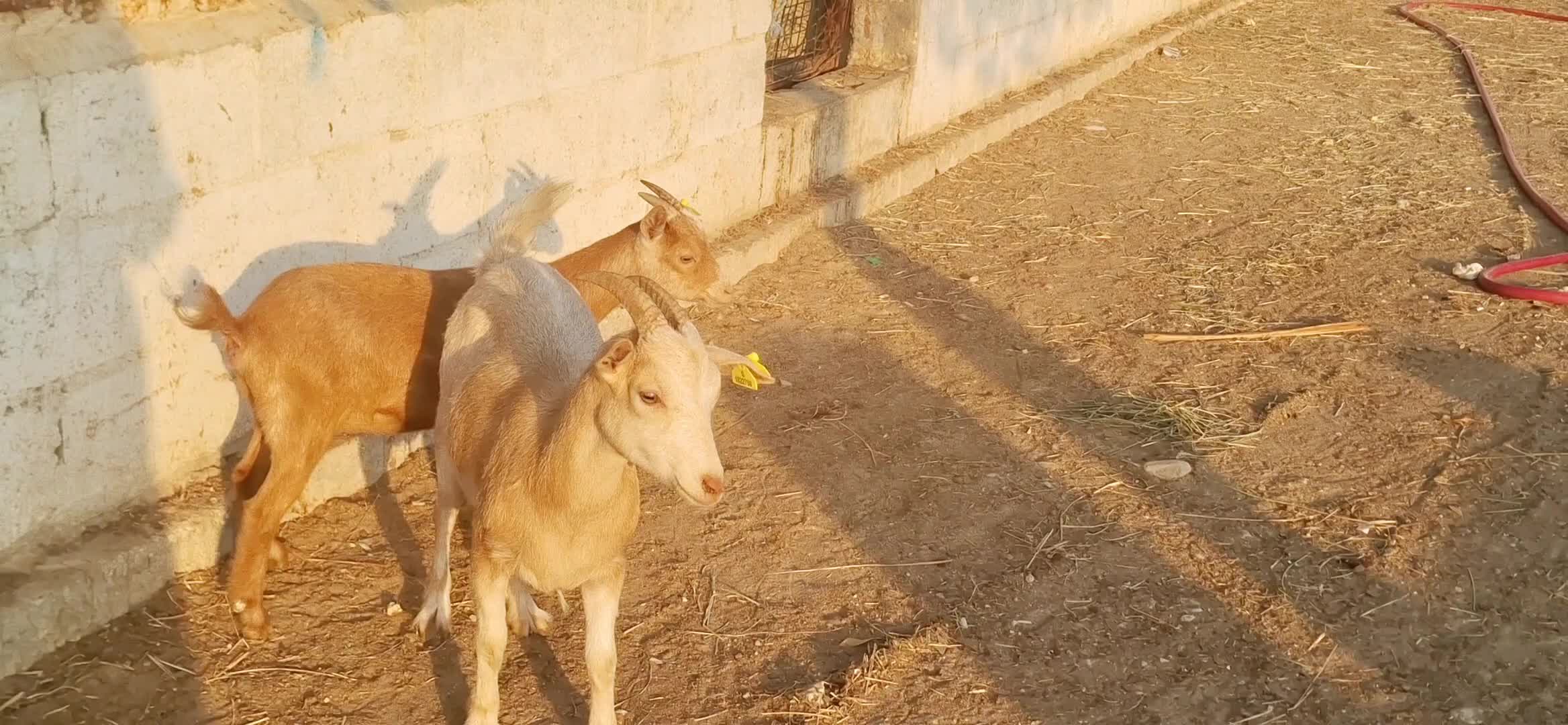 للبيع معز قزم بيور - 3