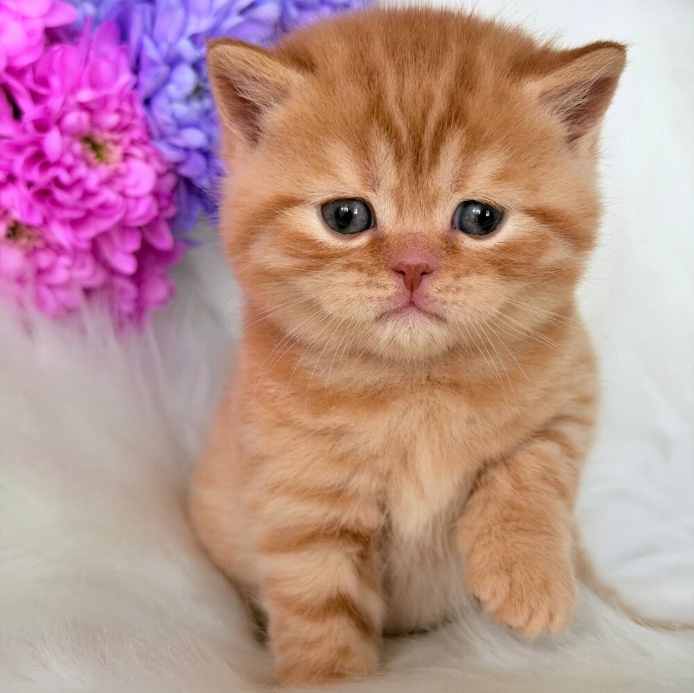 British short hair kitten - 1
