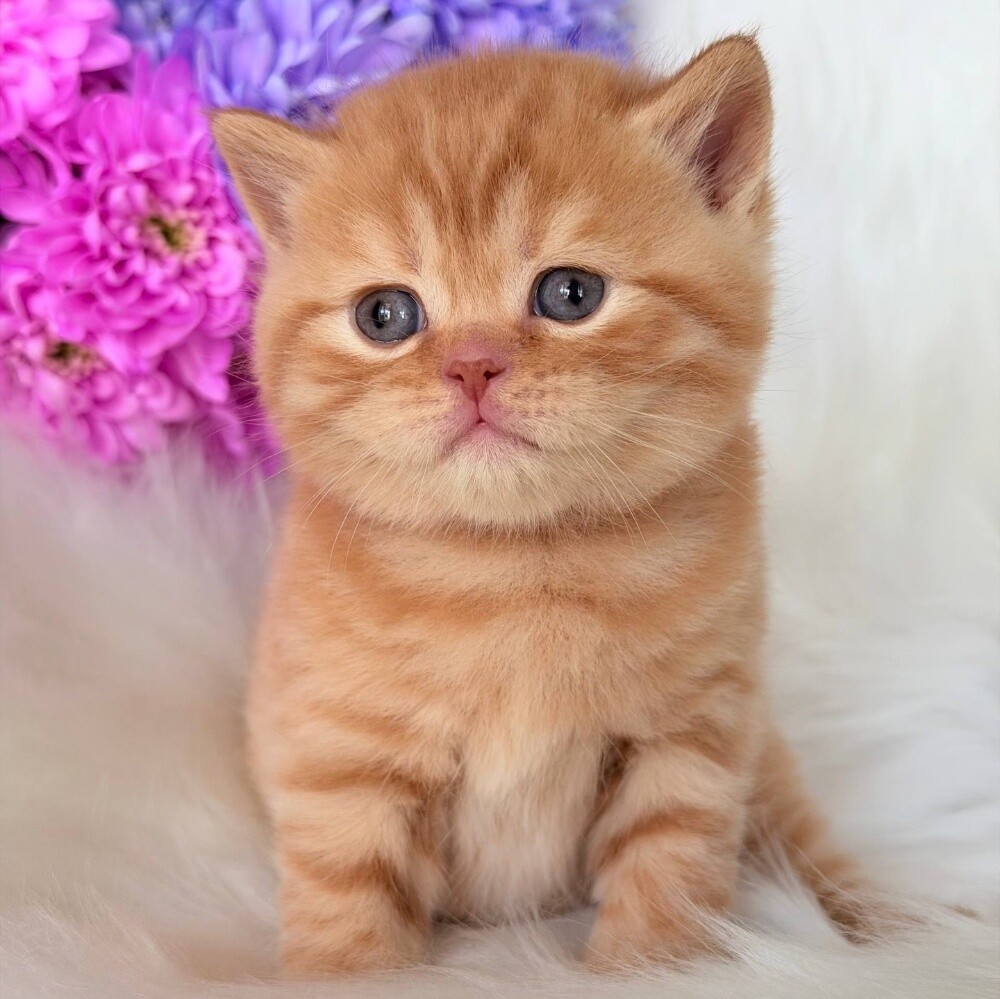 British short hair kitten - 3