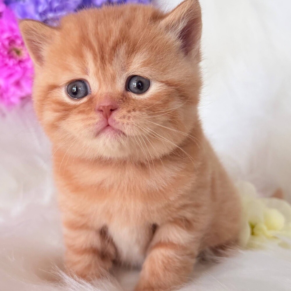 British short hair kitten - 2