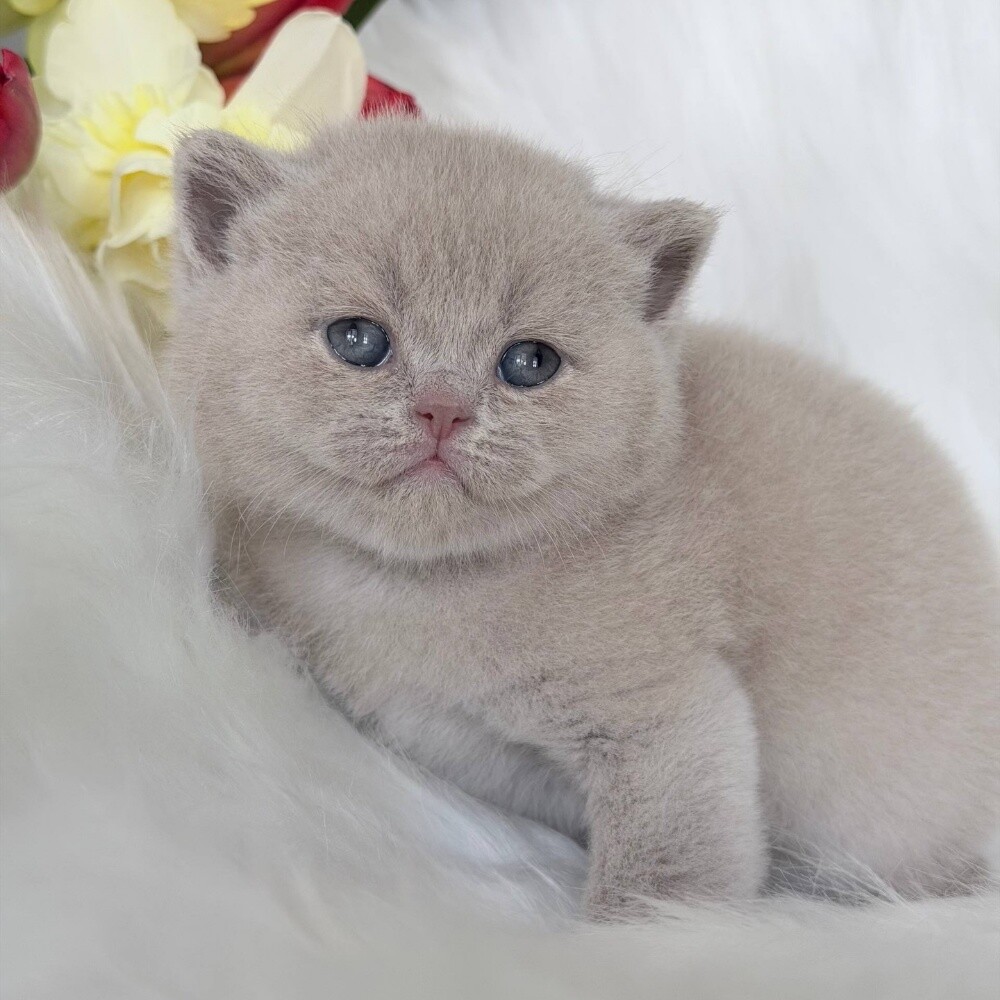 British short hair kitten - 1