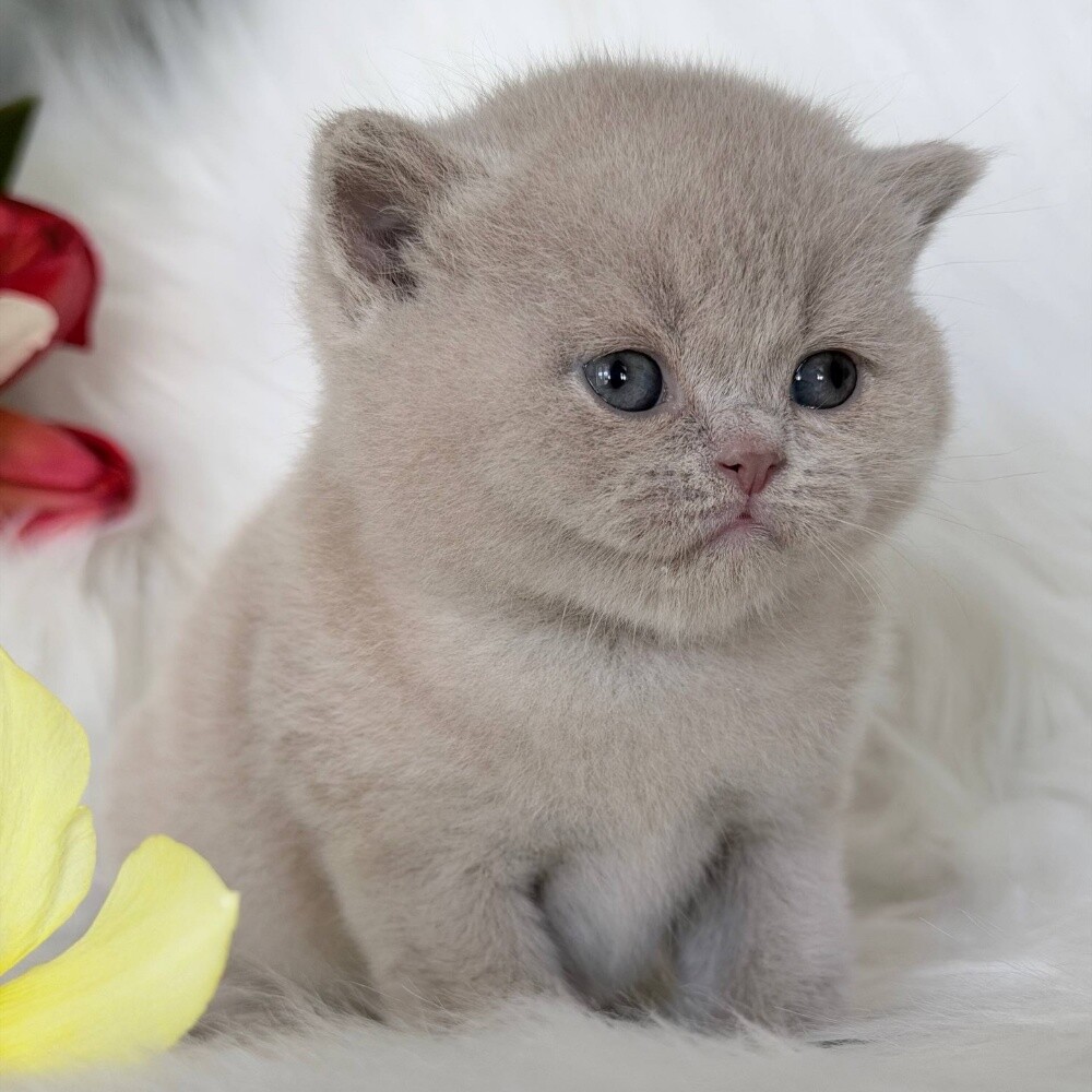 British short hair kitten - 3