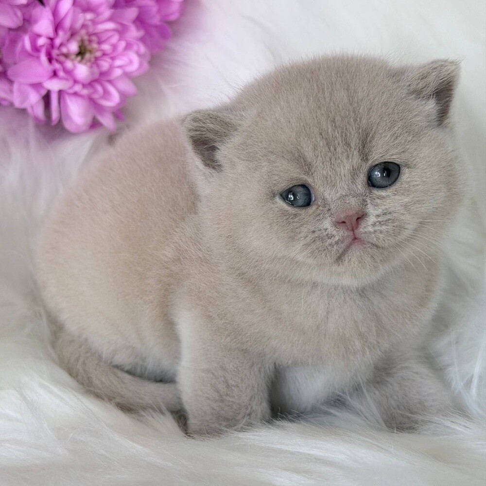 British short hair kitten - 2