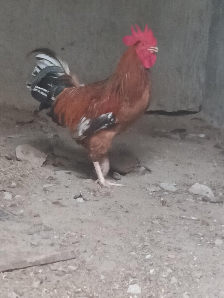 rooster - 1
