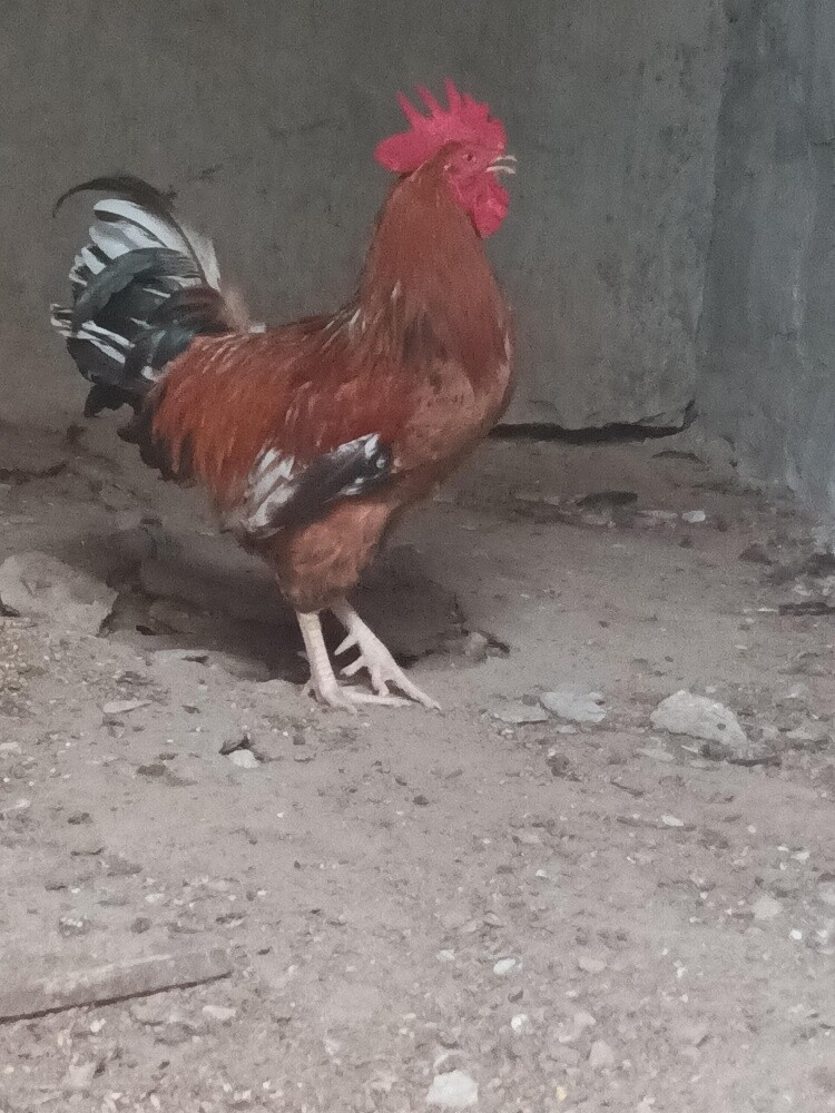 rooster - 2