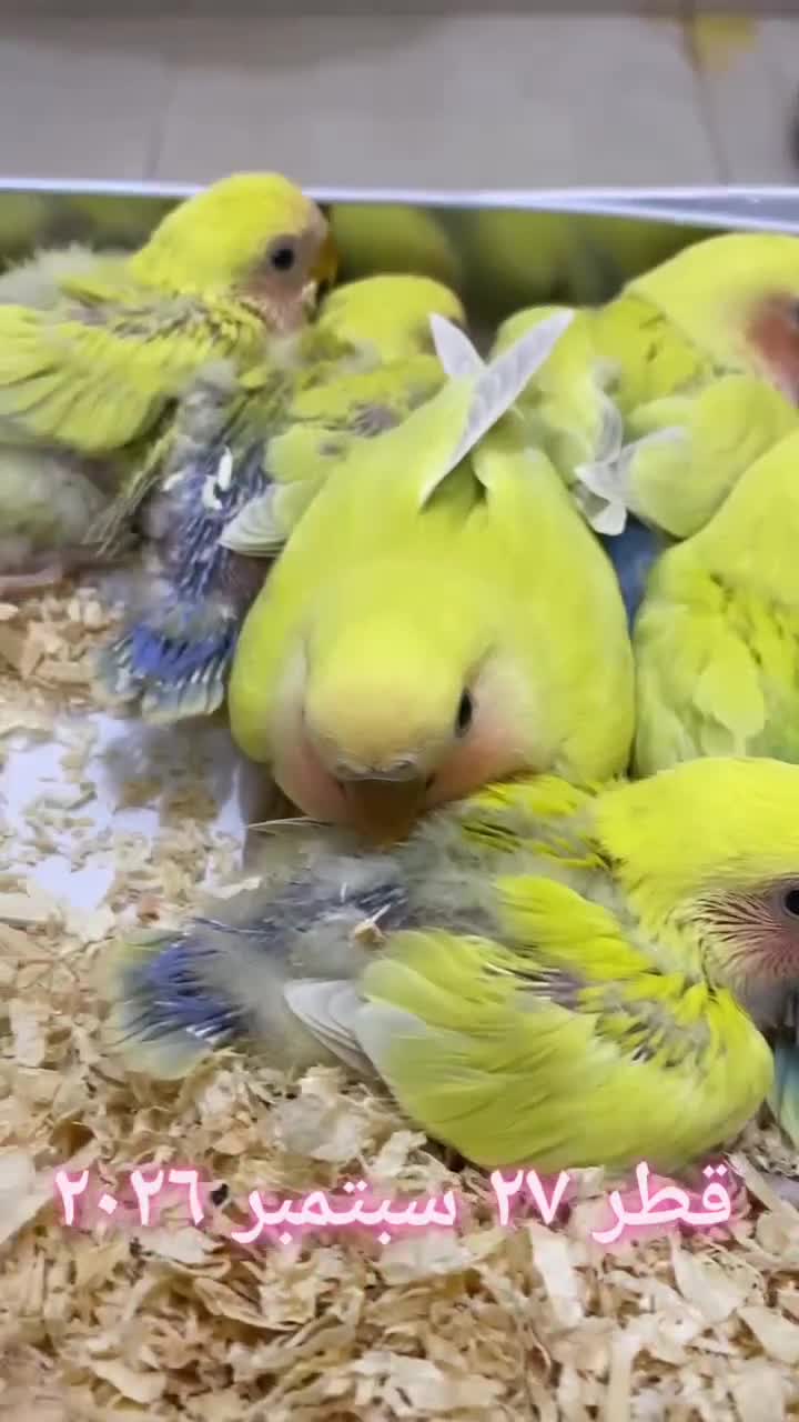ببغاء روز عمر ٤- ٦ أسابيع - 1