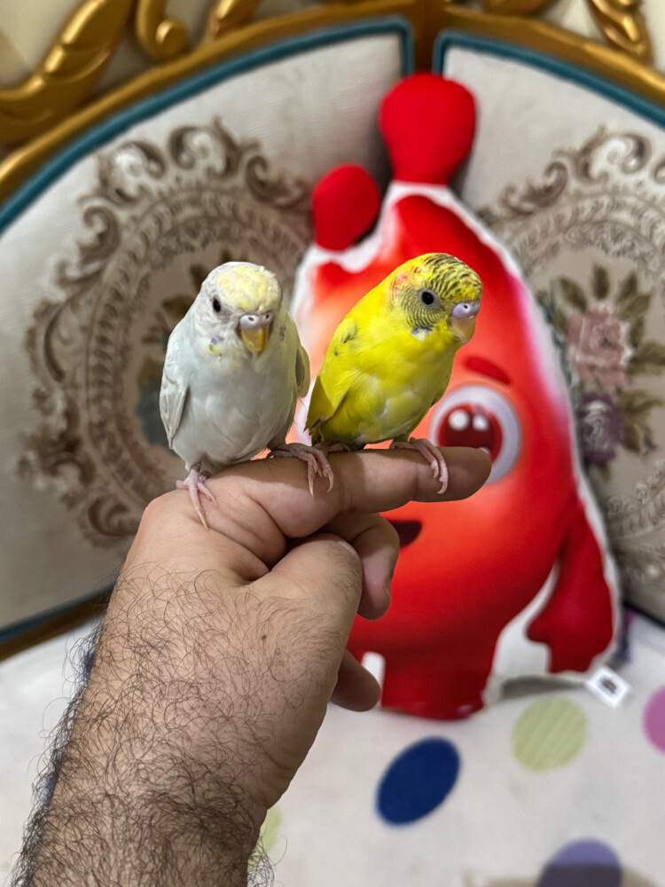 زوج بادجي اليف - 4