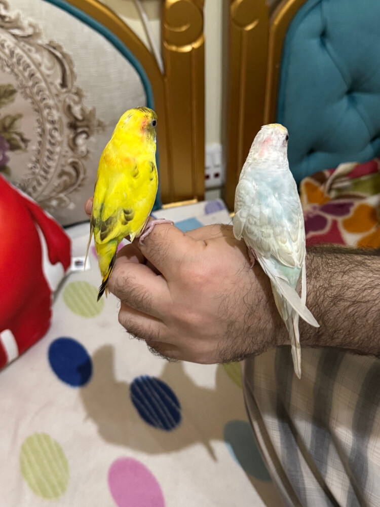 زوج بادجي اليف - 2