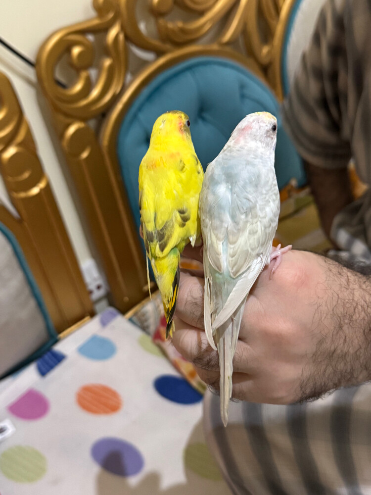 زوج بادجي اليف - 3