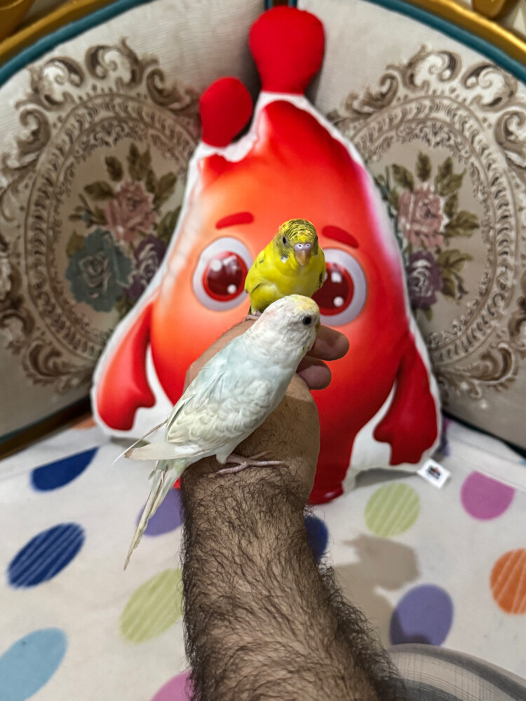 زوج بادجي اليف - 1