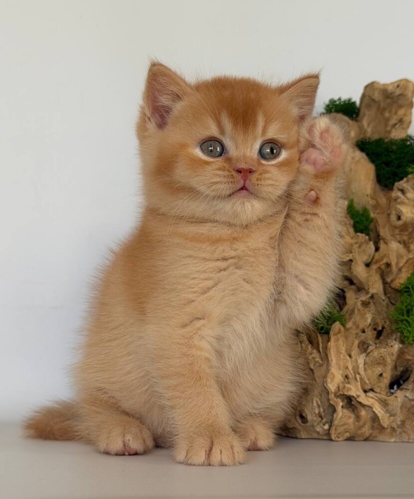Purebred British shorthair Kitten - 2