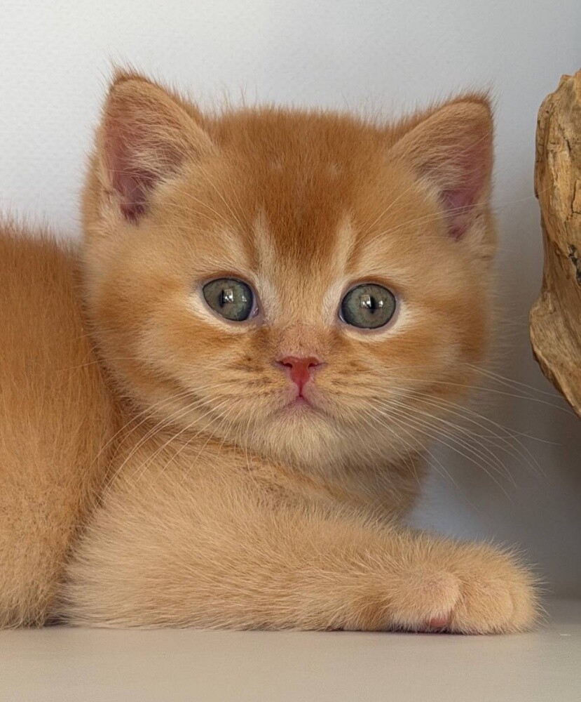 Purebred British shorthair Kitten - 3