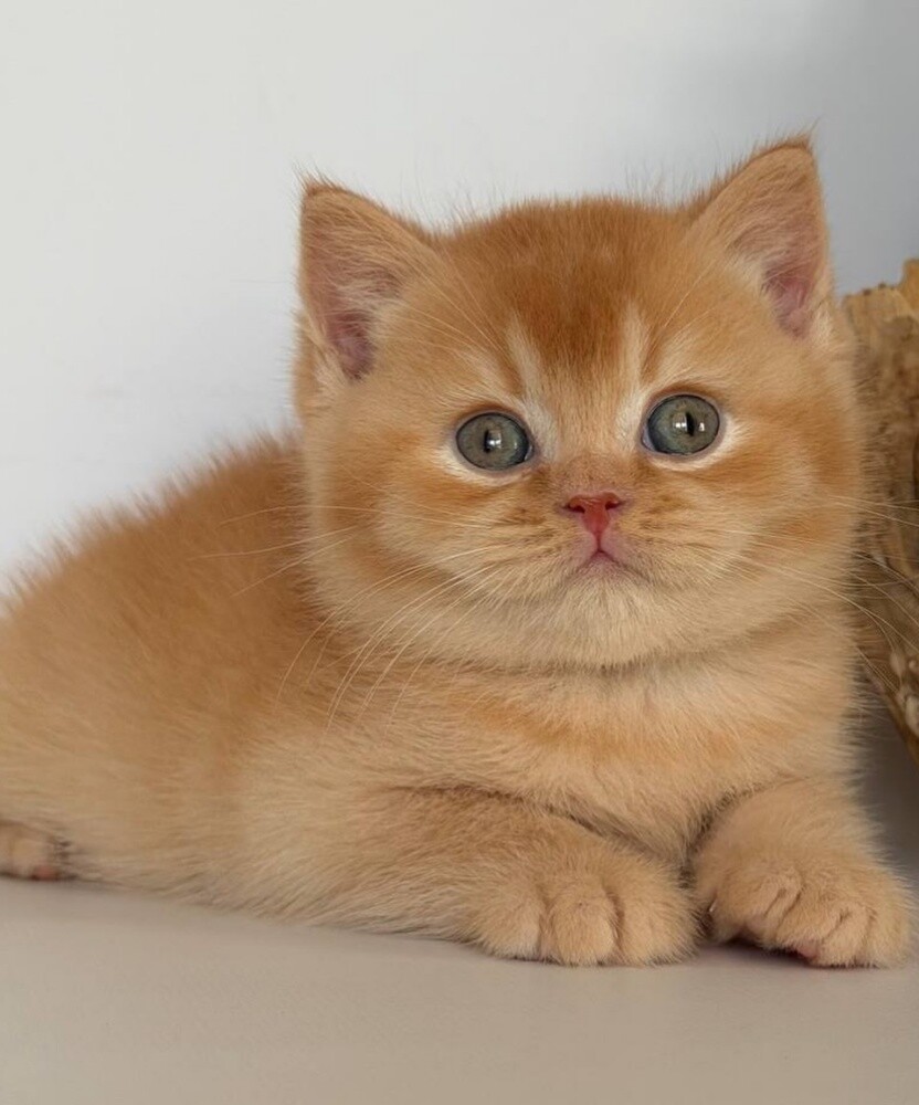 Purebred British shorthair Kitten - 1