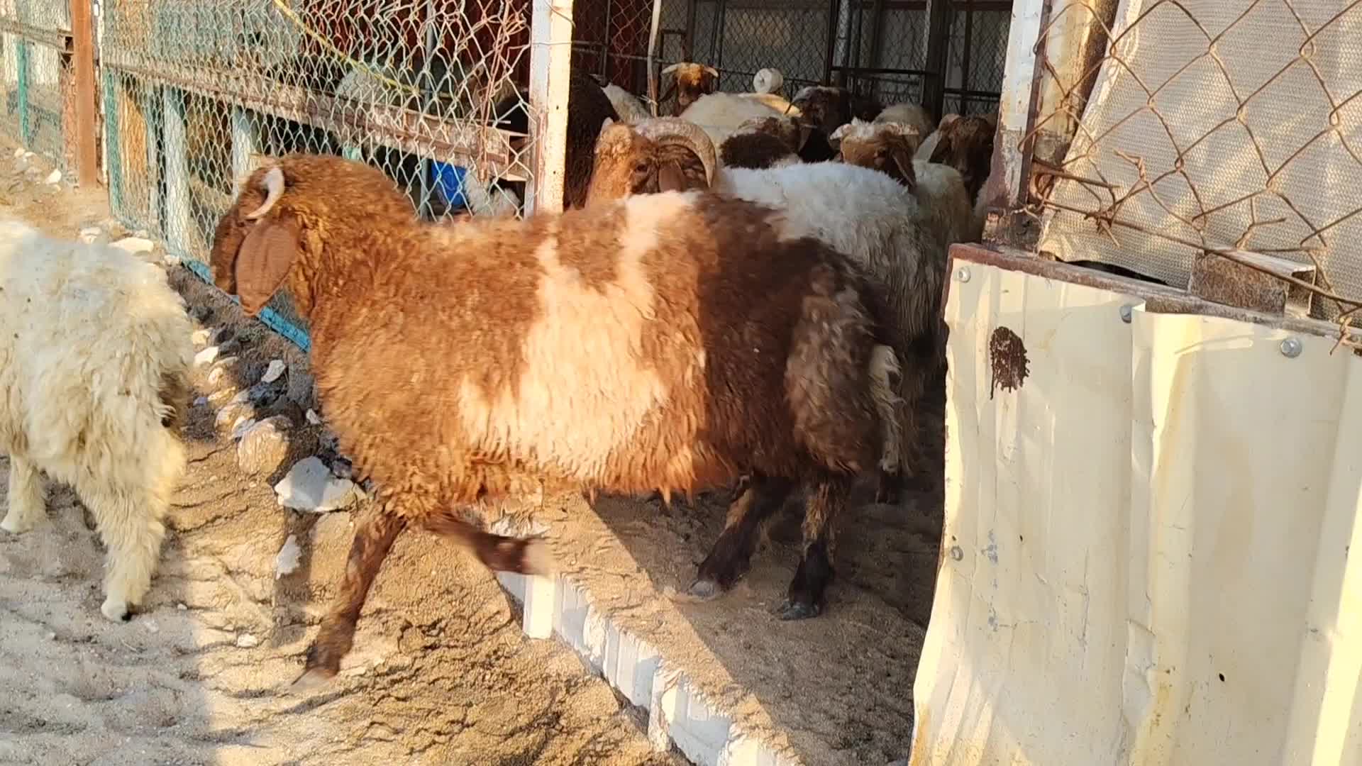 خرفان بلدي فل شحم - 1