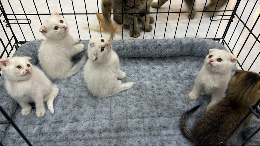 Scottish Kittens for Sale - 2