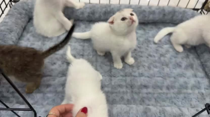 Scottish Kittens for Sale - 3