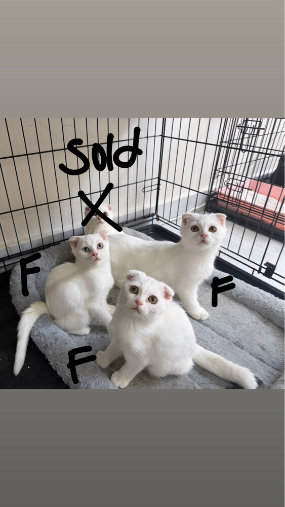 Scottish Kittens for Sale - 1