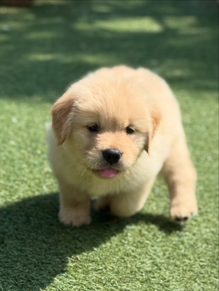 Golden Retriever Puppy - 1