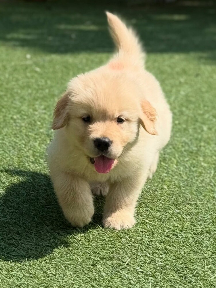 Golden Retriever Puppy - 3