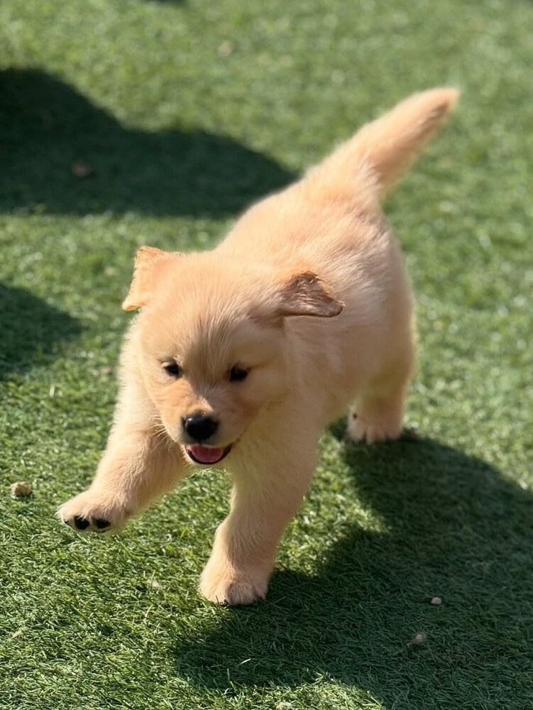 Golden Retriever Puppy - 2