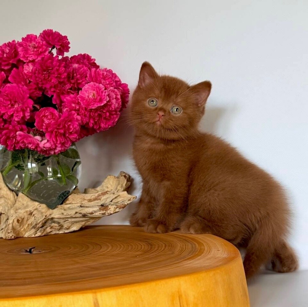 British Short hair Kitten - 2
