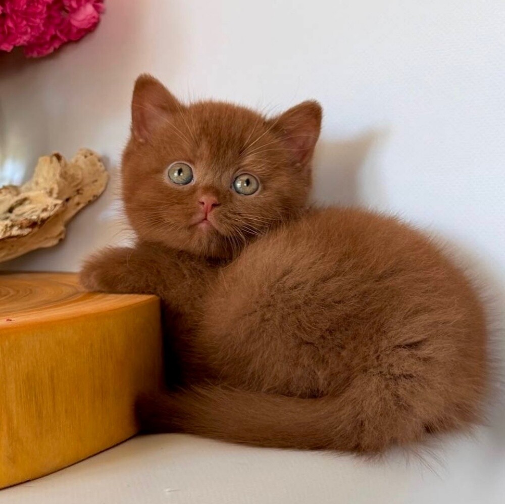 British Short hair Kitten - 1