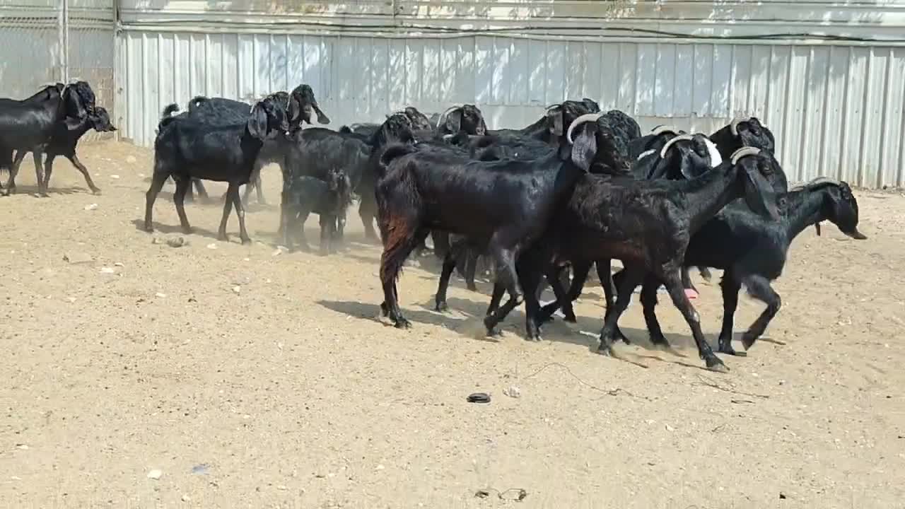 للبيع معزه قبرصيات سود طيبه - 1