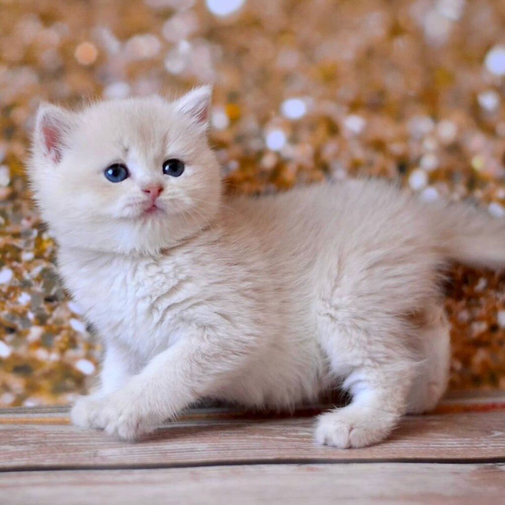 British Short Hair Kitten - 2