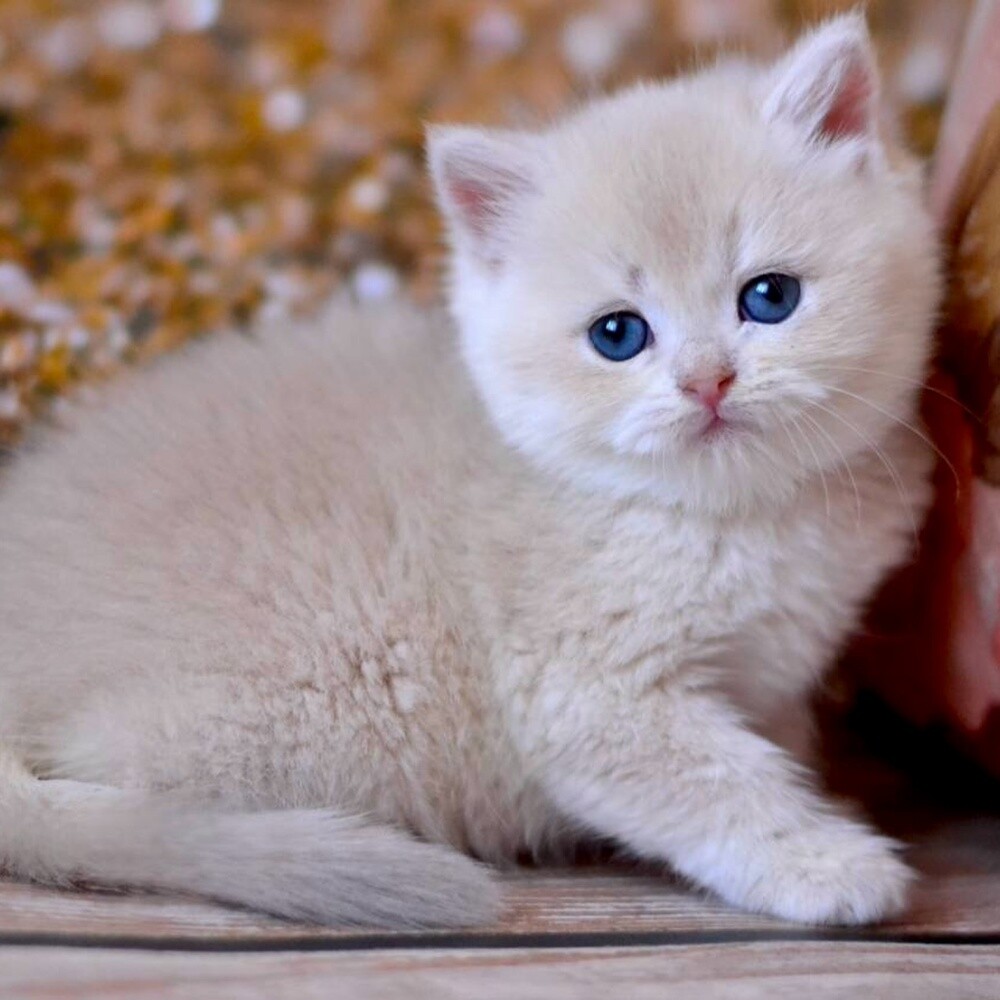 British Short Hair Kitten - 3